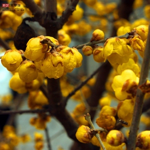 腊梅嫁接树苗腊梅树苗当年开花阳台庭院梅花盆栽地栽素心馨口梅花