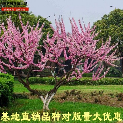 樱花树苗嫁接苗日本樱花苗当年开花盆栽地栽庭院绿化工程行道树苗