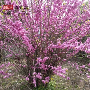 绿化苗丛生紫荆花苗紫荆树苗紫荆满条红紫荆花紫荆小苗花灌木树苗