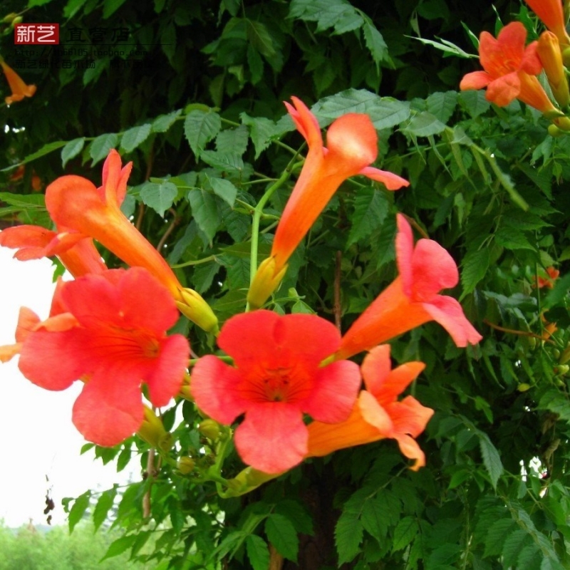 当年开花凌霄大花夏季爬藤爬墙