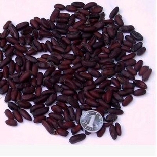 腊梅种子雪梅寒梅金钟梅黄梅腊梅花素心虎蹄馨口荷花腊梅梅花种子