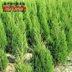 绿化柏树苗侧柏侧柏树小苗香柏可以嫁接龙柏四季常青绿化植物