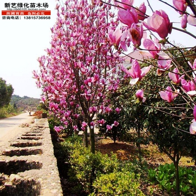 玉兰树苗黄玉兰白玉兰紫玉兰二乔玉兰红玉兰迎春花玉堂春绿化树苗