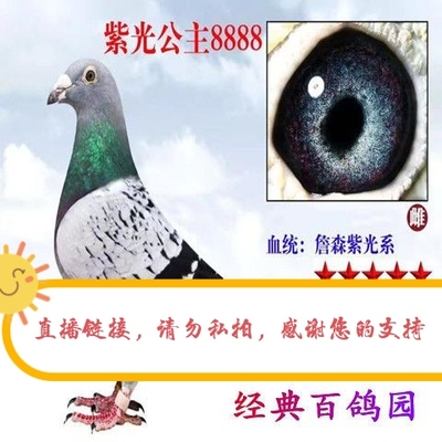 信鸽赛鸽血统鸽詹森紫光高级种鸽幼鸽子代