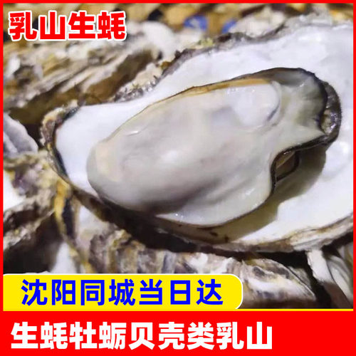 生蚝贝壳海鲜水产牡蛎一份斤装