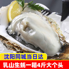 乳山生蚝特大牡蛎超大即食海鲜鲜活水产沈阳同城一箱约4斤装 贝壳