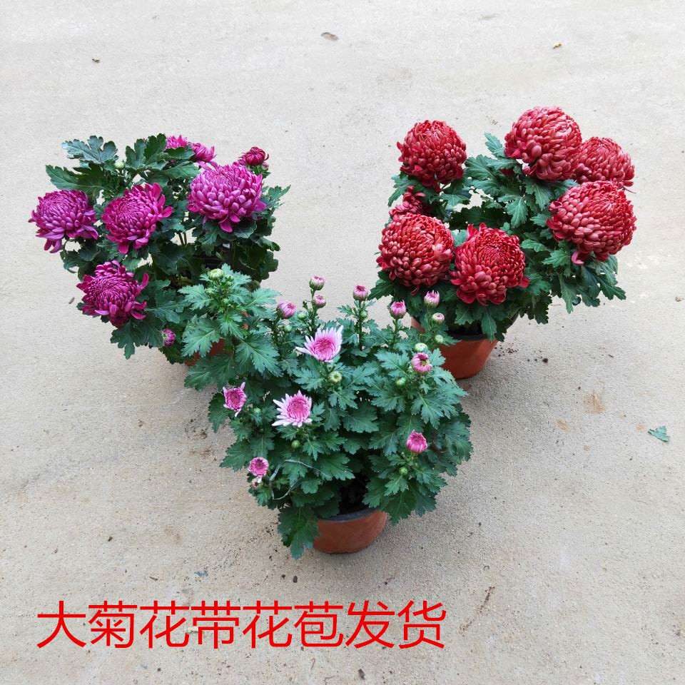 四季菊花盆栽四季开花月月菊千头菊秋菊花苗 盆栽室内外花卉阳台