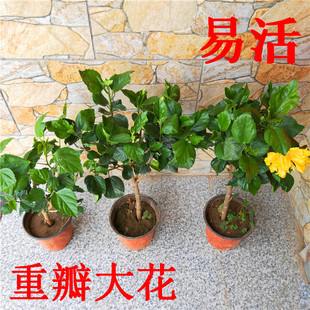 扶桑花苗 巨大花重瓣 朱槿重瓣带花 盆栽四季 桑叶牡丹绿植大红花