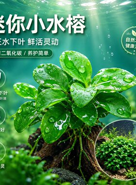 迷你榕活水草不用二氧化碳易养活