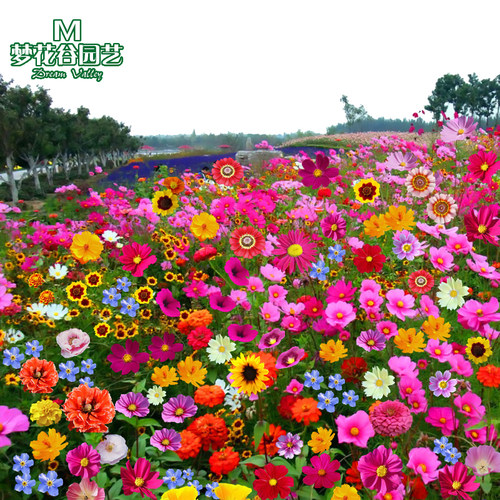 波斯菊花种子野花组合四季易活开花庭院阳台花卉种籽百日草格桑花 - 封面