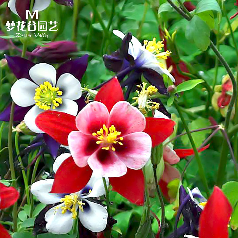 春秋易开花庭院室内猫爪耧斗菜