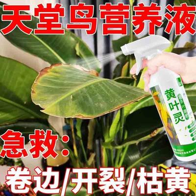 浇花用的营养液天堂鸟营养液防止天堂鸟叶片开裂卷叶枯植物活力素