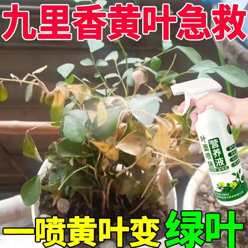 酸性植物营养液九里香专用营养液防黄叶卷叶枯萎叶面喷施生根药水