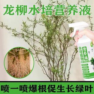 适合各种花的营养液龙柳水培植物营养液龙柳鲜枝水养龙柳叶面喷施