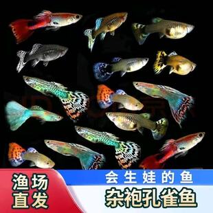 孔雀鱼观赏鱼活体热带小型淡水冷水好养耐活金鱼凤尾鱼苗宠物孕母