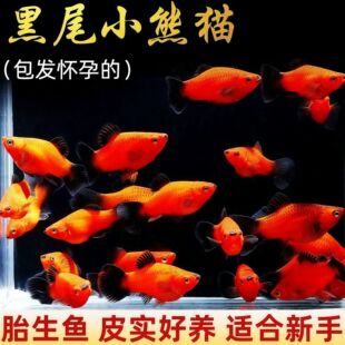 米奇月光胎生热带小型鱼玛丽观赏鱼孔雀鱼皮球热带鱼耐活好养新手