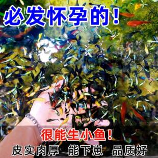 小型好养孔雀鱼孕母鱼苗观赏鱼热带小鱼淡水鱼凤尾热带鱼耐活金鱼