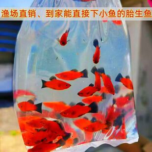 精品小熊猫好看好养胎生混养红色中国红月光鱼热带鱼观赏鱼新手鱼