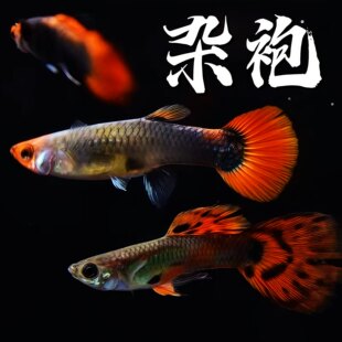 孔雀鱼鱼苗观赏鱼热带鱼热带小型淡水好养耐活孕母凤尾小鱼杂袍鱼