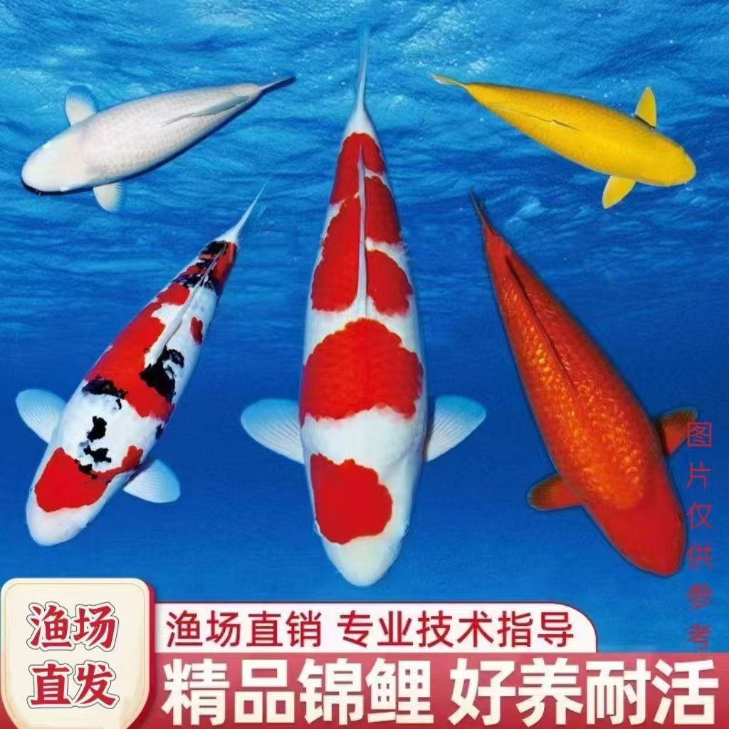 纯种锦鲤鲤鱼活鱼冷水淡水鱼观赏鱼金鱼好养招财耐活红白三色大型
