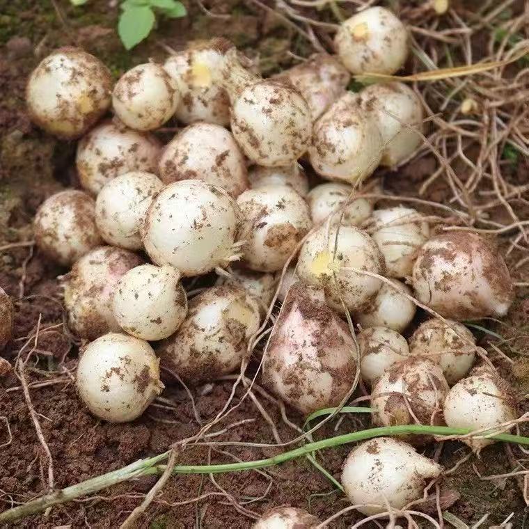 重庆苦藠头新鲜野小蒜腌制泡菜现挖苦荞头团葱正宗薤白野葱小根蒜