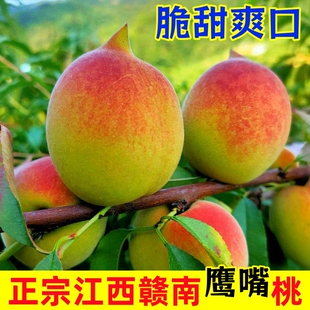 正宗赣南鹰嘴桃江西寻乌果园直发桃子孕妇新鲜水果甜脆毛桃子包邮