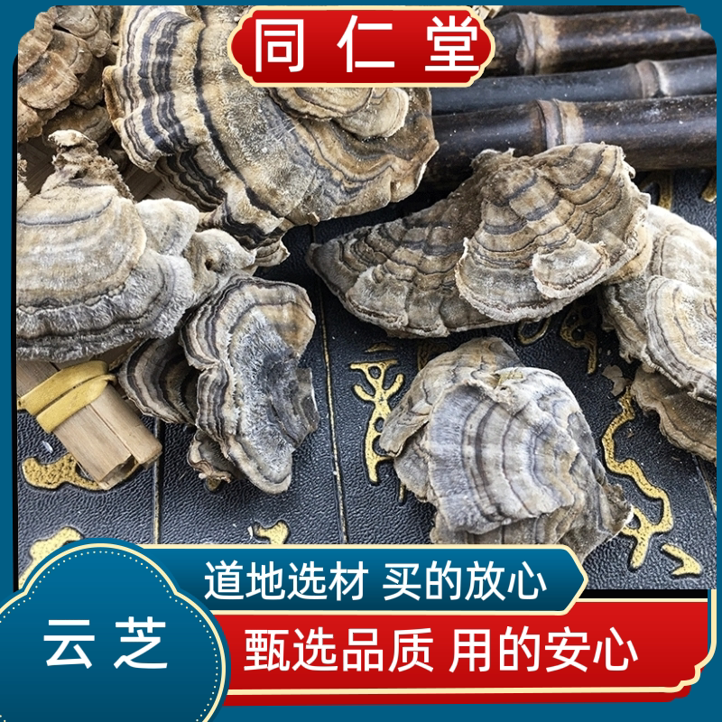 同仁堂中药材野生云芝黄云长白山云灵芝云芝蘑白底云芝清青芝灵芝