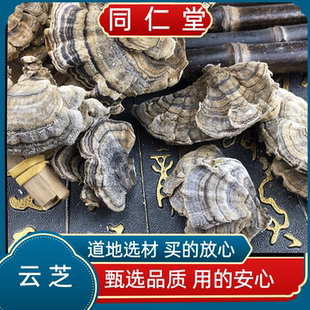 同仁堂中药材野生云芝黄云长白山云灵芝云芝蘑白底云芝清青芝灵芝