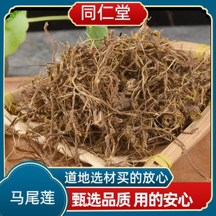 同仁堂中药材马尾莲 马尾连 马尾黄草黄莲唐松草金丝黄连新鲜干货