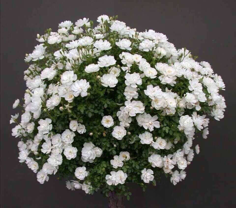 特惠微型月季日本雪姬 躲躲藏藏 玛姬婶婶阳台党福利盆栽花卉