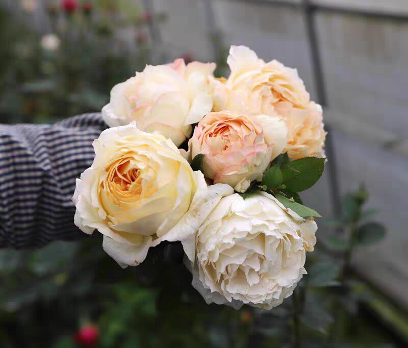新品 象牙伊芙伯爵 浓香月季花苗绿植花卉玫瑰阳台庭院盆栽
