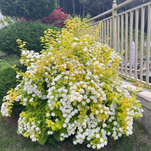 多年生植物菱叶绣线菊黄金喷泉花苗花园庭院花镜植物盆栽耐寒好养