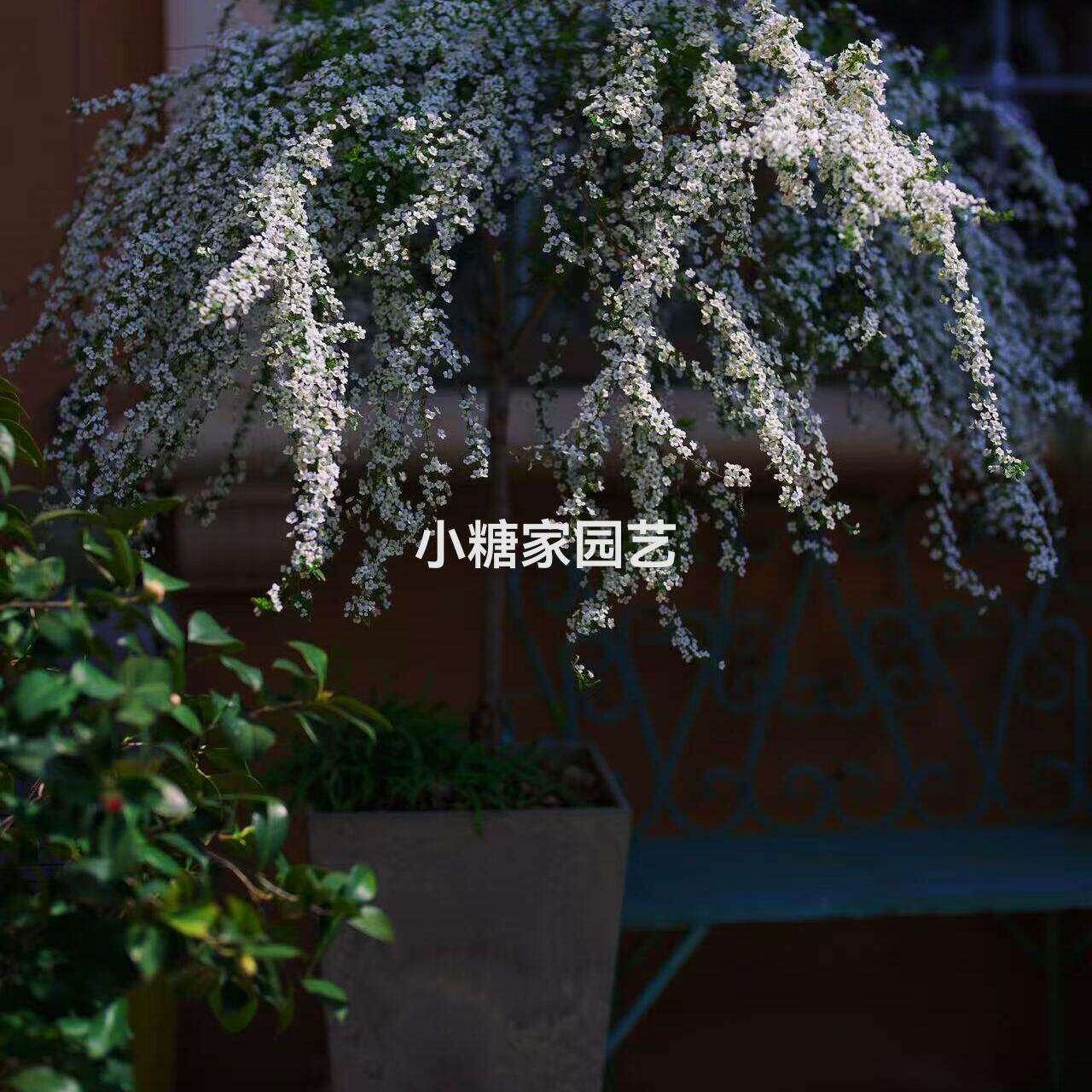 精品喷雪花棒棒糖白色重瓣喷雪花网红植物多年生耐寒落叶灌木植物图片