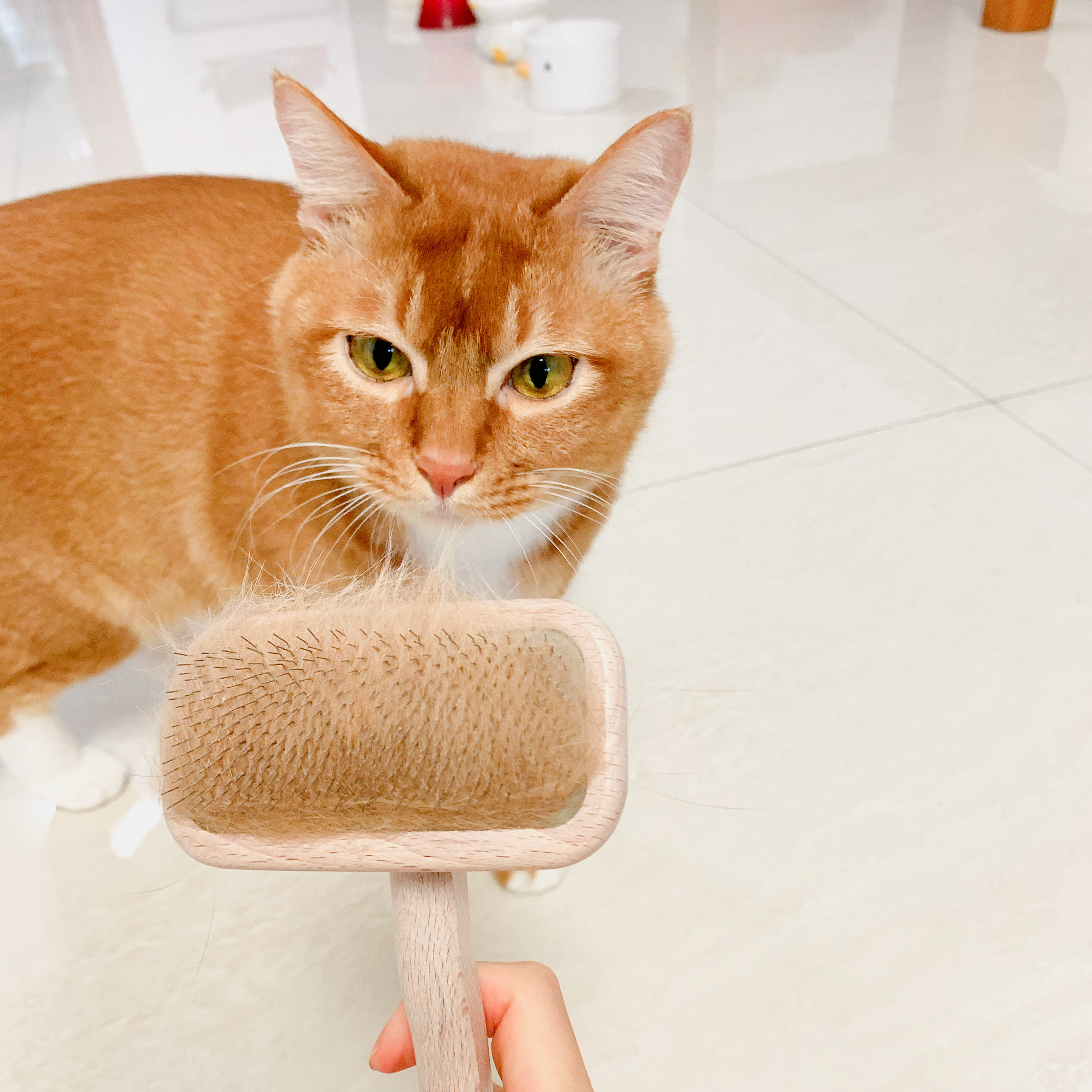 美国克莉斯汀森赛级美容猫狗通用永备开结蓬松去浮毛针梳永备针梳