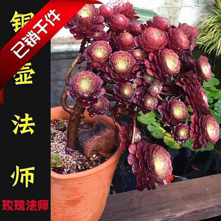 多肉法师老桩 铜壶荷兰圆叶玫瑰韶羞紫羊绒万圣节 吸甲醛绿植盆栽|ruв категории доставка цветов/цветок моделирования/растения садоводства, цветок/растения в горшках (новый), Суккуленты - от Buy2taobao.com для оказания профессиональной услуги покупки агента Taobao