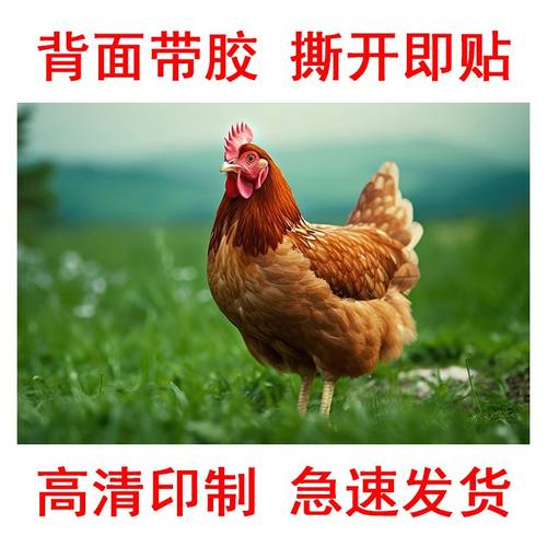 土鸡养殖户广告海报墙贴壁纸母鸡走地鸡贴画跑山鸡散养鸡图片