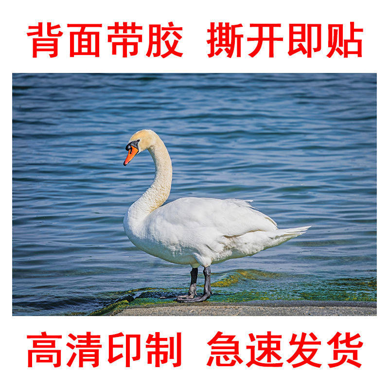 天鹅酒店宾馆床头装修装饰画壁画海报图片贴纸电视背景墙贴自粘