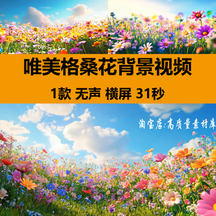 4K唯美格桑花海小清新蓝天白云春天花朵草地舞台LED背景视频素材