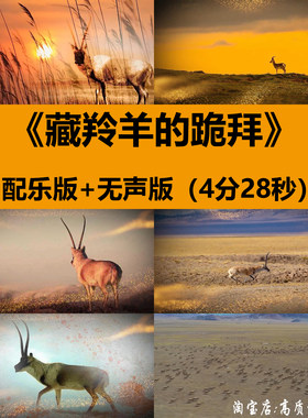 藏羚羊的跪拜儿童诗歌朗诵表演讲晚会舞台LED大屏幕背景视频素材