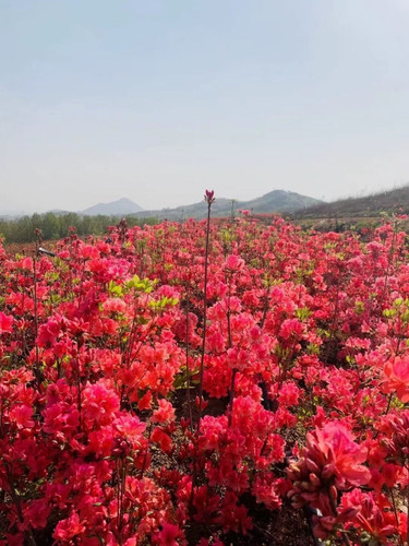 耐寒耐热勤花花期长开花鲜艳