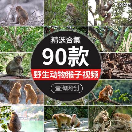 野生动物猴子金丝猴跳跃森林野外动物实拍抖音快手短视频剪辑素材