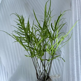 新鲜凤尾蕨 鸡爪草观赏食用造景 假山  盆栽室内绿植去甲醛防辐射