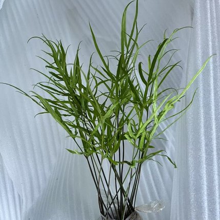 新鲜凤尾蕨 鸡爪草观赏食用造景 假山  盆栽室内绿植去甲醛防辐射