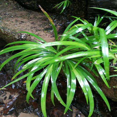 菖蒲绿植室内水培随手香