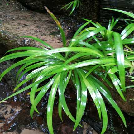 菖蒲草野生附石龙根虎须香味水培绿植微景观龟鱼缸盆景文房栽包邮