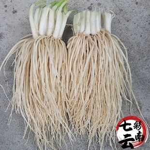 云南德宏新鲜撇菜根苤菜根大韭菜根月子良菜500克新鲜蔬菜 包邮