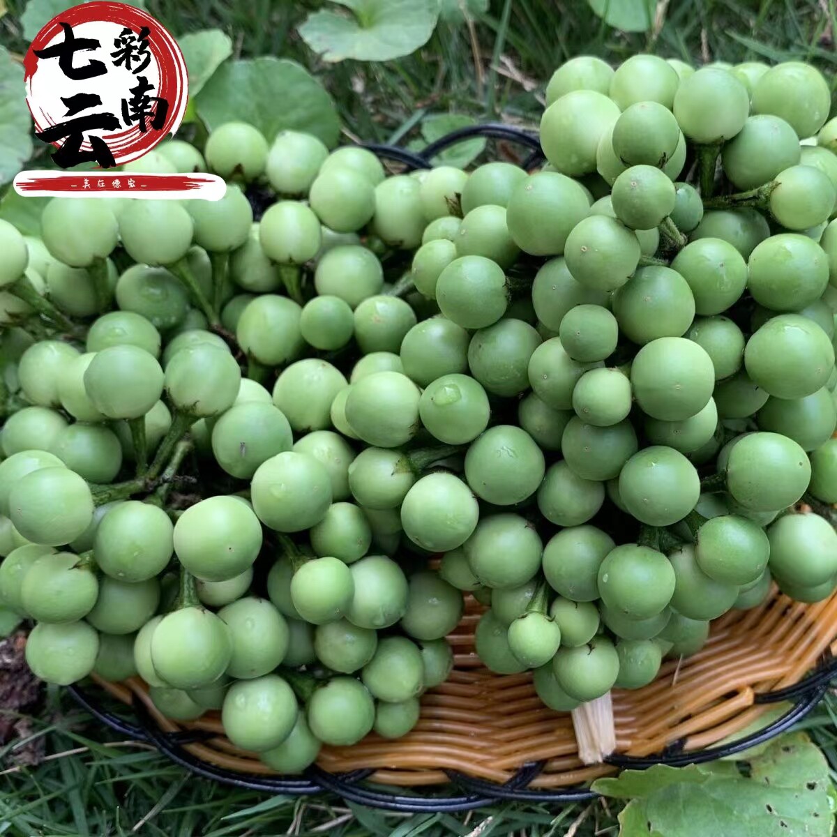 云南西双版纳野生小苦子果蔬菜苦果苦子果撒撇原料泰国小茄子