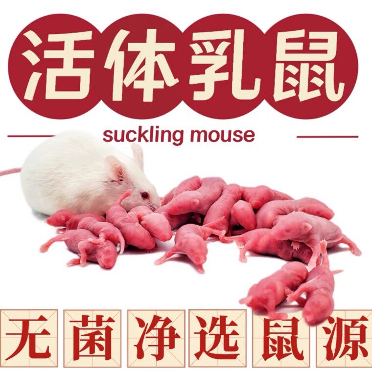 新鲜活体乳鼠红皮粉皮白霜跳跳繁殖组爬宠优等口粮京东包邮