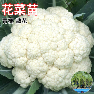 花菜苗白花菜秧苗大白菜西兰花甘蓝包菜秧苗蔬菜秋冬耐寒蔬菜秧苗