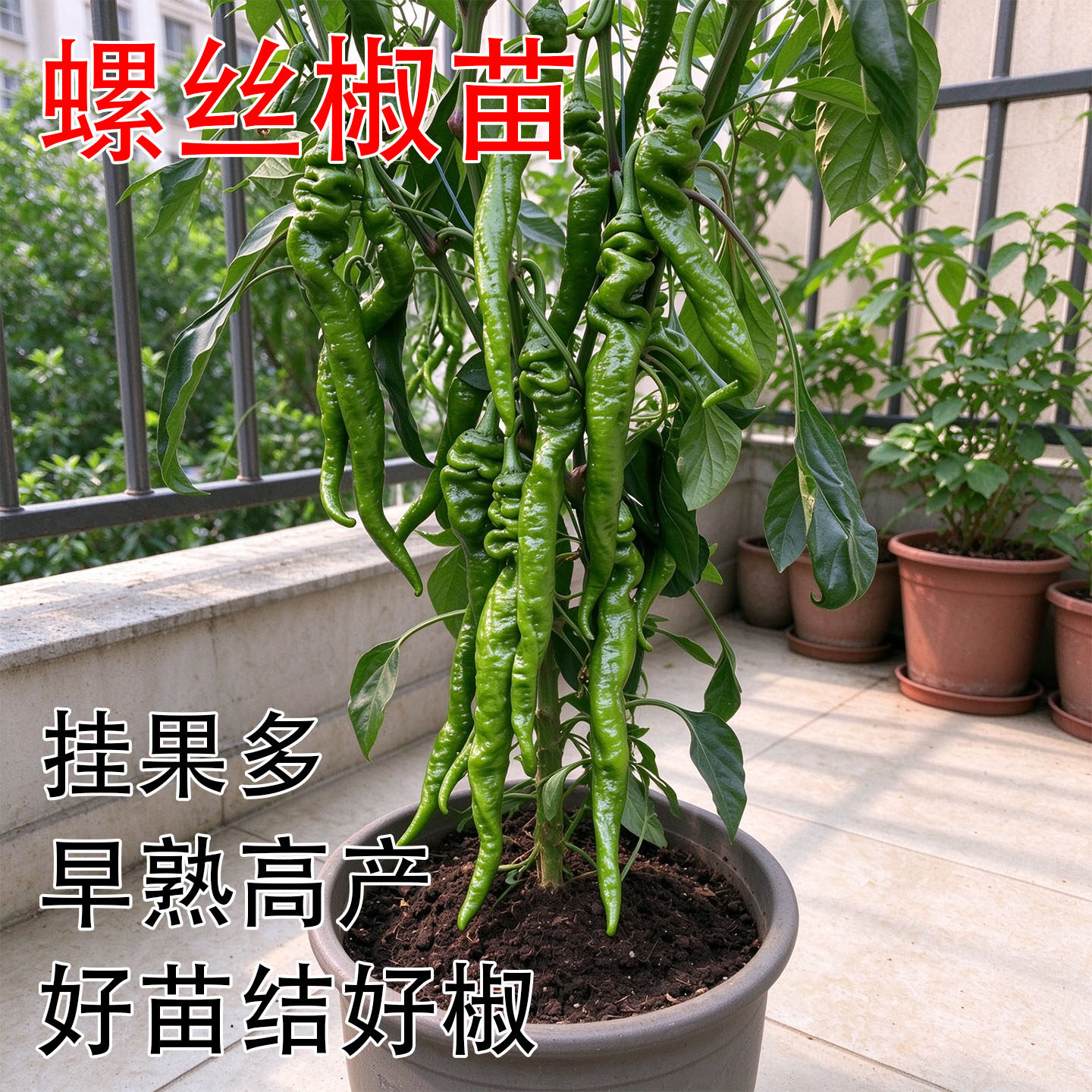 高产辣椒苗螺丝椒大青线椒甜椒苗各种特辣朝天椒薄皮番茄蔬菜苗